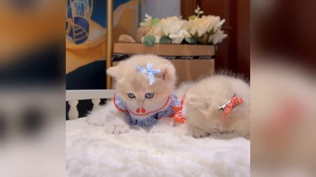 Смейтесь до слез с этими смешными животными