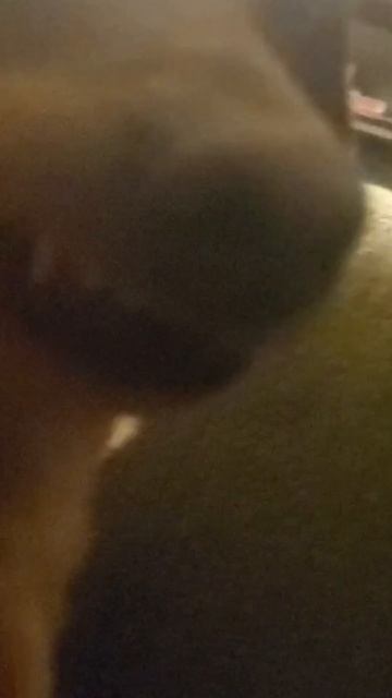 Chiweenie lip stuck to her teefs