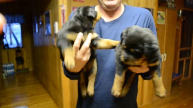Rottweiler Puppies Red Girl White Girl