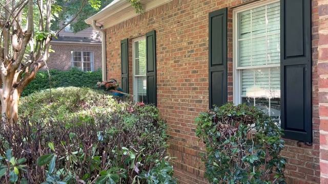 Trimming overgrown Green Pittosporum bushes!