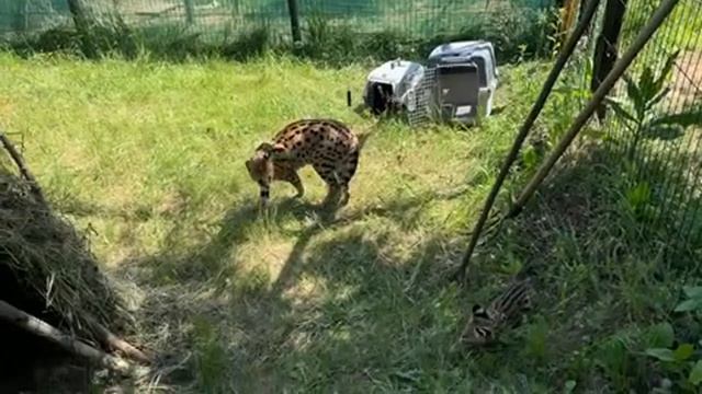 Grazia Selvatica в прямом эфире! Франечка с Фиником в вольере