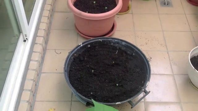 2nd Daikon Planting This Year & May Garden Update