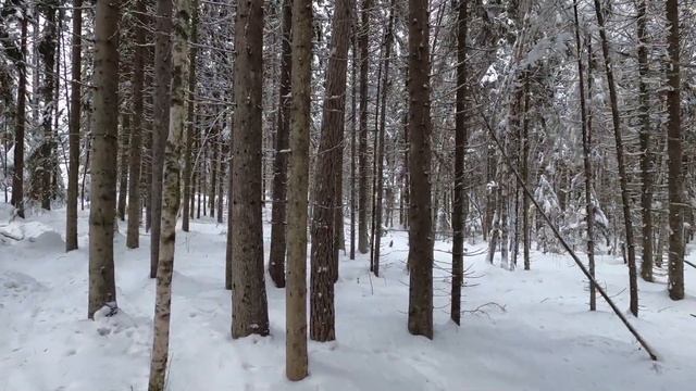 Пешая прогулка после снегопада. Сказочный лес. Релакс.