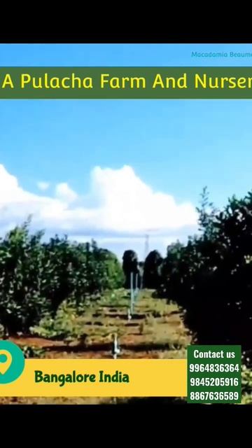 Pulacha Nursery Macadamia Beaumont A4 Beaumont 816 plant available