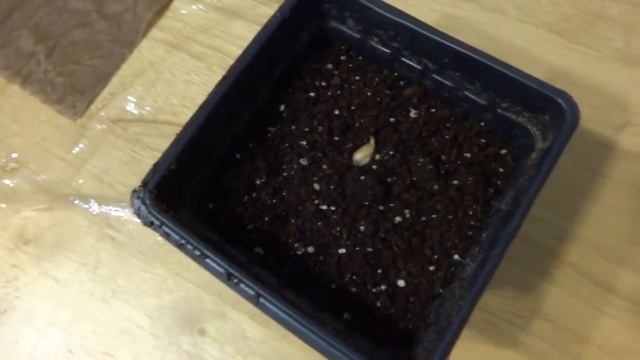 Growing citrus from seed- a documented experience