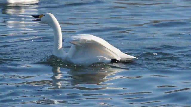コハクチョウ　Whistling Swan (Nikon D300s)