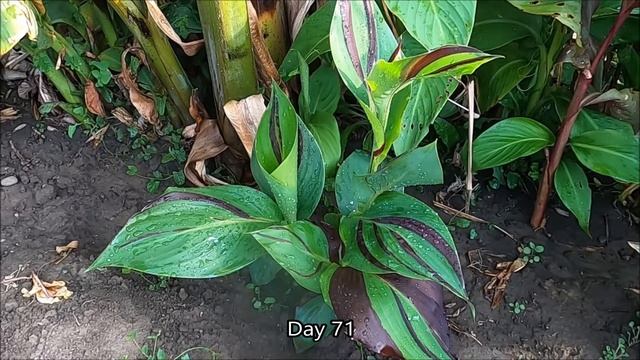 Stunningly Beautiful Flowers on My Cleopatra Canna Lily and Striking Variegated Leaves on a Pretori