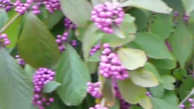 Callicarpa - 09-10-2009 - 2