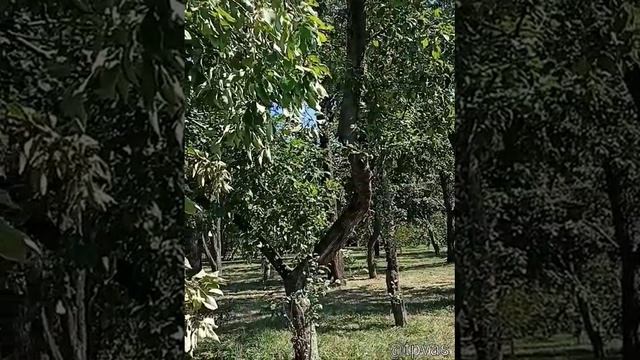 НОВЫЙ УРОЖАЙ В ЯБЛОЧНОМ САДУ НА УЛИЦНЕ ЯБЛОЧКОВА)