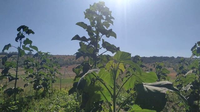 Павловния состояние на 30.08.20