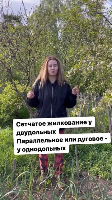 Классы Покрытосеменных #вишня#чеснок #однодольные #двудольные #покрытосеменные #растения#сад#огород