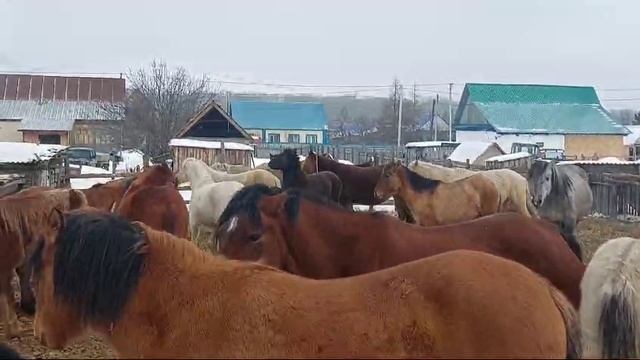 Лошади