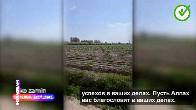 Экозамин павловния плантацияси 20 гектарлик