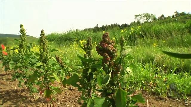 Farmers try their hand at growing quinoa as U.S. demand grows.