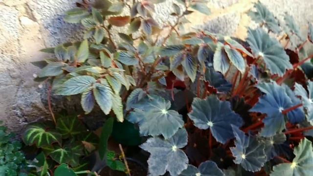 8 plantas maravilhosas de Folhagens lindas.