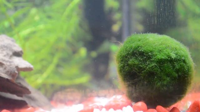 Driftwood in Betta Fish Tank