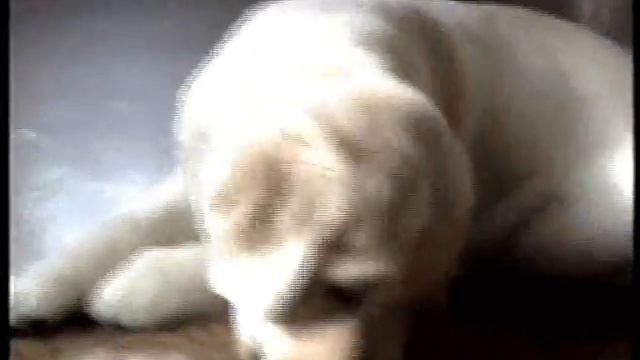 Маленький Рыжик.wmv