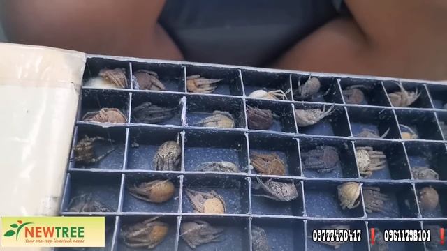 UNBOXING MASBATE SPIDERS(WHAT TO EXPECT IN BANUSAN) GAGAMBA 5 BOX