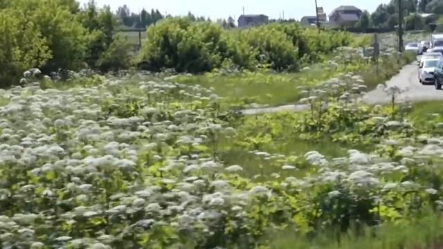 Борщевик наступает! (ж/д станция Гжель)