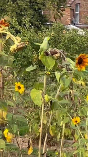 Parrots eating sunflower seeds in allotment