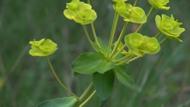 Flaune - S1E10 - Euphorbia nicaeensis