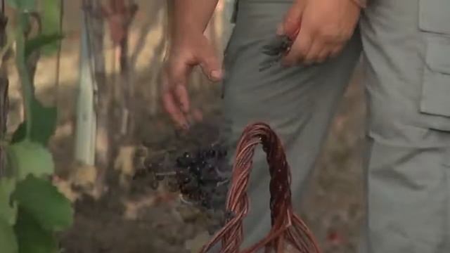 I profumi di Erice nei vini di Casa Vinicola Fazio - Faziowines