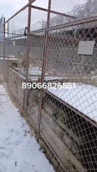 Подарите семью бездомной собаке!