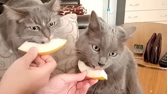 VID 20190811 154025