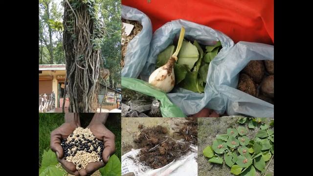 Medicinal Rice B4 Formulations for Botrychium Toxicity: Pankaj Oudhia's Medicinal Plant Database