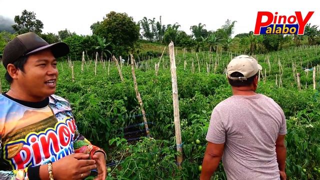 Paano Alagaan at Mapadami ang Bunga ng Avatar na Variety ng Kamatis