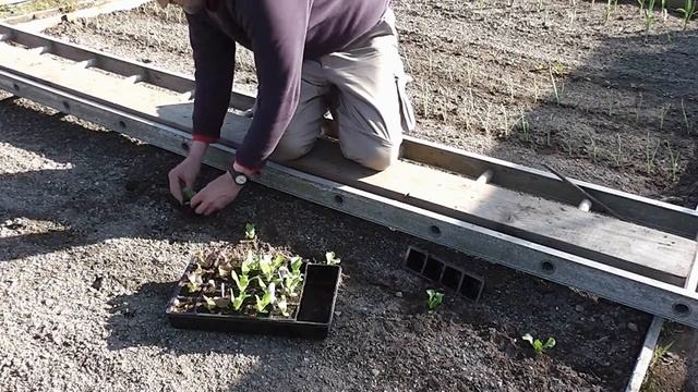 Allotment Diary May 6th : Planting out the module grown Lettuce