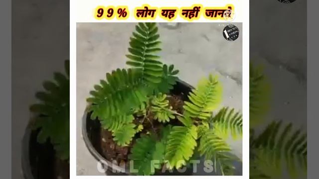 🤔छुई मुई का पेड़ छुने पर क्यो सिकुड़ जाता है #Short ||OML FACTS ||