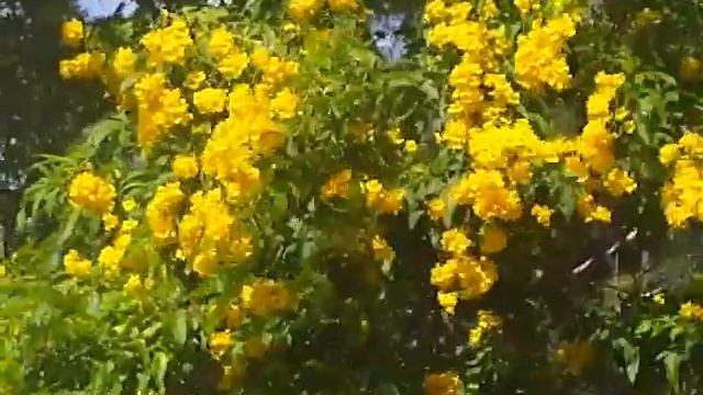 Tecoma stans.mp4