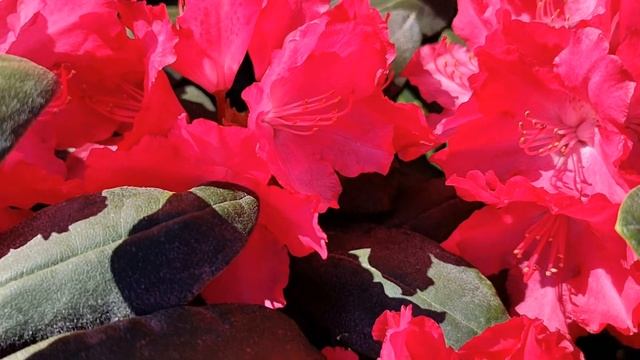 Рододендрон Фантастика (Fantastica). Цветение 2024