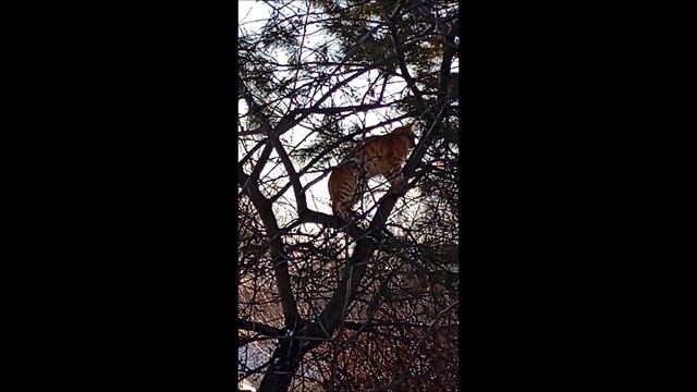 Кот. Фокс