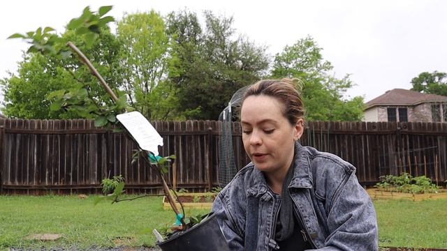 How to Plant Blackberries