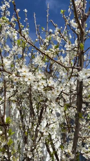 Love these flowers on my plum tree | reminds me of Washington’s Cherry blossom festival 😍🥰