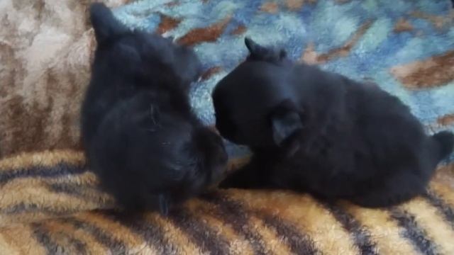 1000365445.mp4