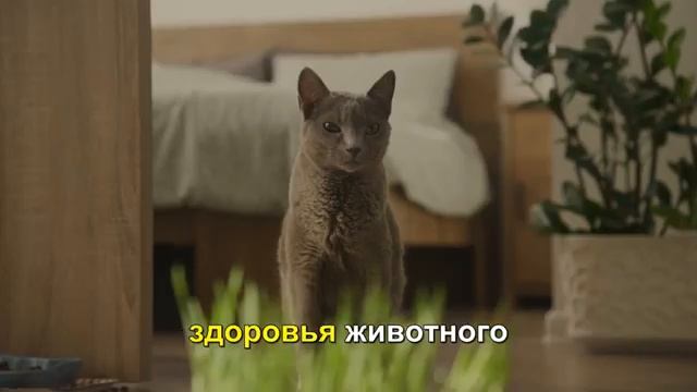 Можно ли кормить кошек овощами