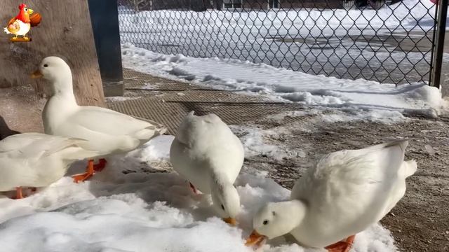 Идеальное птицеводство достойно восхищения 🐓🦆🦢🦚🦃🐔 эпизод (42)