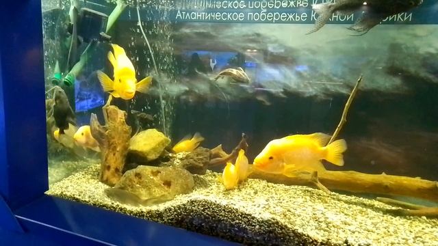 Калининград. Музей мирового океана. Аквариум