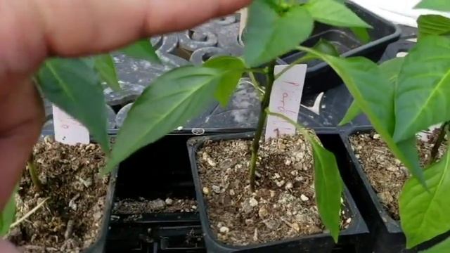 February pepper seedling update - growing healthy pepper seedlings