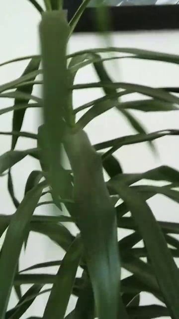 Green Dracaena