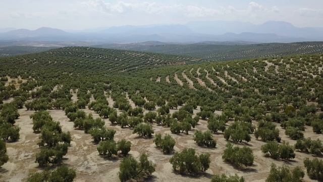 Olive Trees - AGRI nova Science