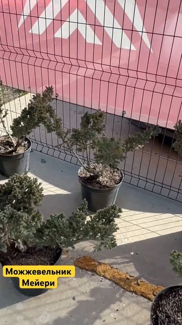 #Можжевельник Мейери