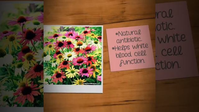 Echinacea