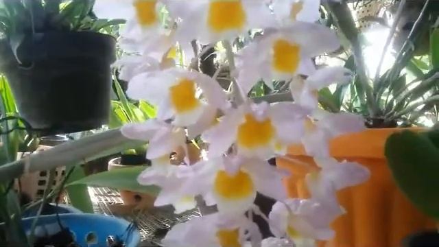 Garden tour 13 - Dendrobium farmerii  - encyclia radiata - chelonistele sulphurea