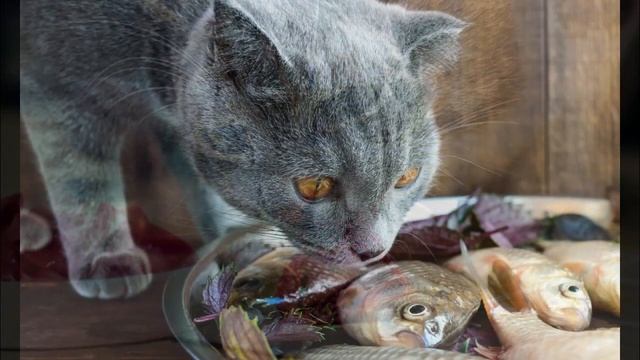 Как и чем кормить беременную кошку