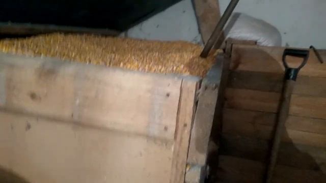 Урожай кукурузы