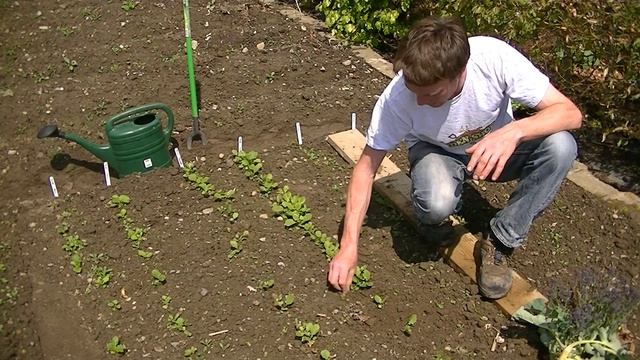 How to Thin Out Turnip Seedlings